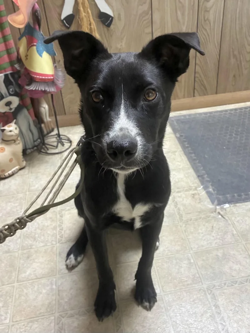 Roscoe Louisiana thumbnail 2