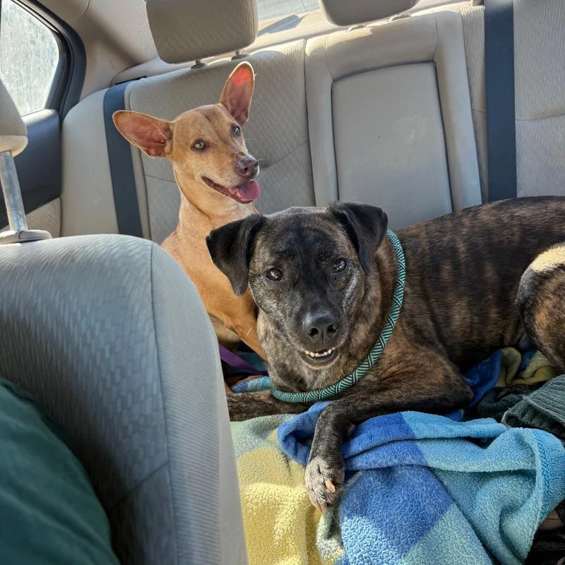 An adult medium-sized female Labrador Retriever dog named Gina Rose for adoption in San Diego, CA