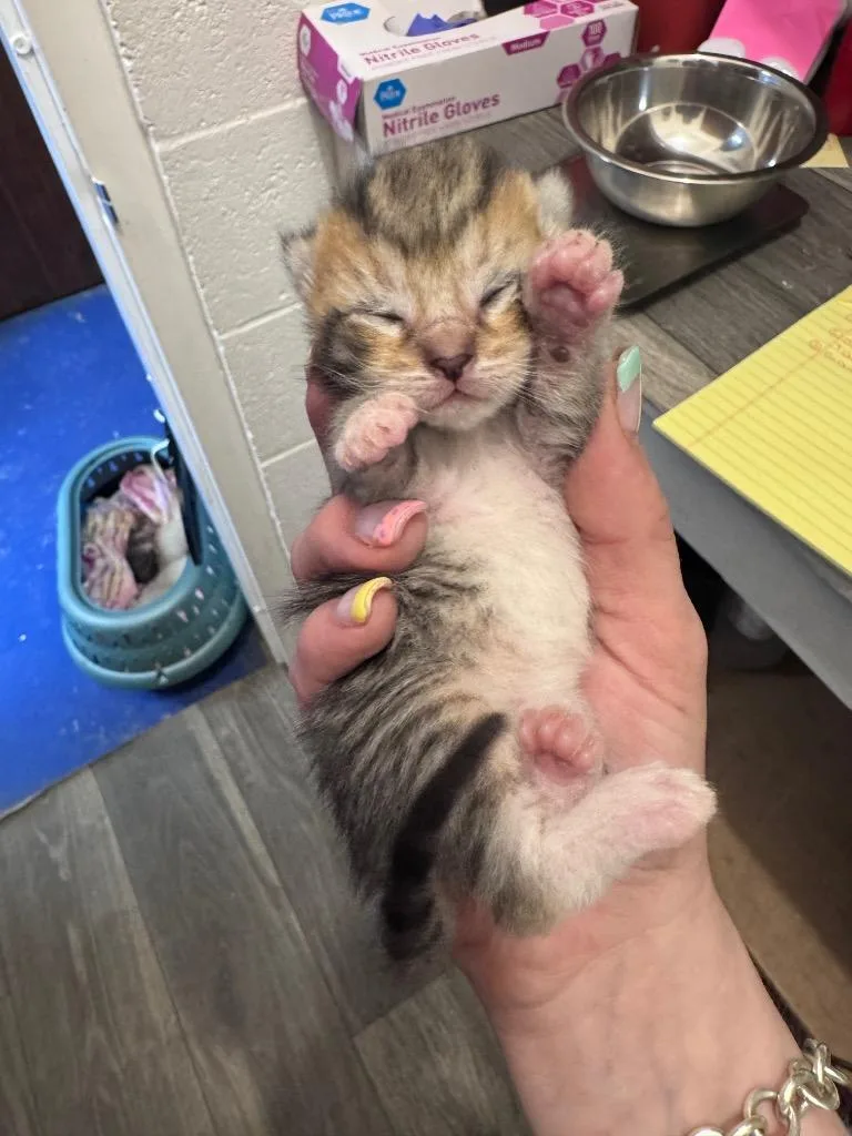 A baby medium-sized female Domestic Short Hair cat named Aconite for adoption in Johnson City, TN