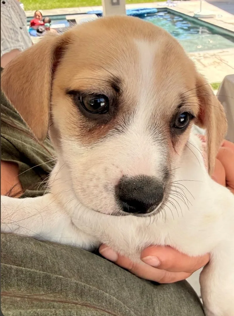 Taz