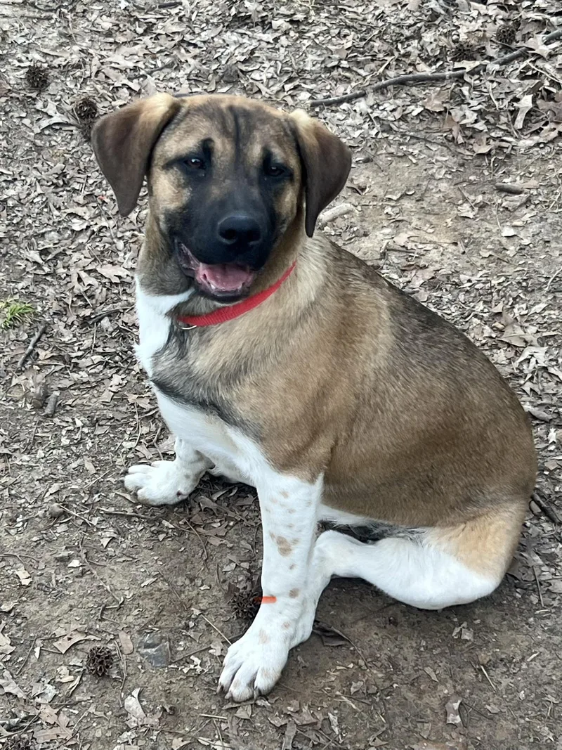 A baby large-sized female Retriever dog named Angela Come Meet! for adoption in Medfield, MA