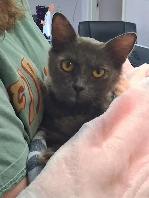 A young medium-sized female Domestic Medium Hair cat named Purrcilla for adoption in Fort Walton Beach, FL