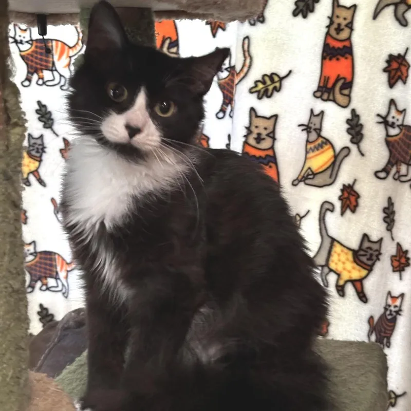 Tuxie