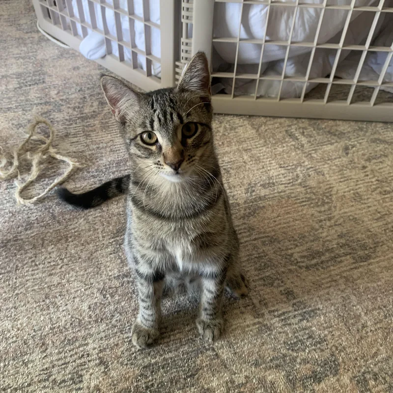 A young large-sized male Tabby (Brown / Chocolate) Tabby cat named Fritz  The Fearless! for adoption in Fountain Valley, CA