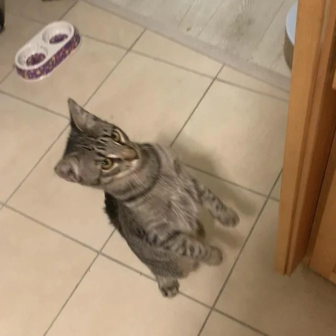 Fritz  The Fearless! thumbnail 2