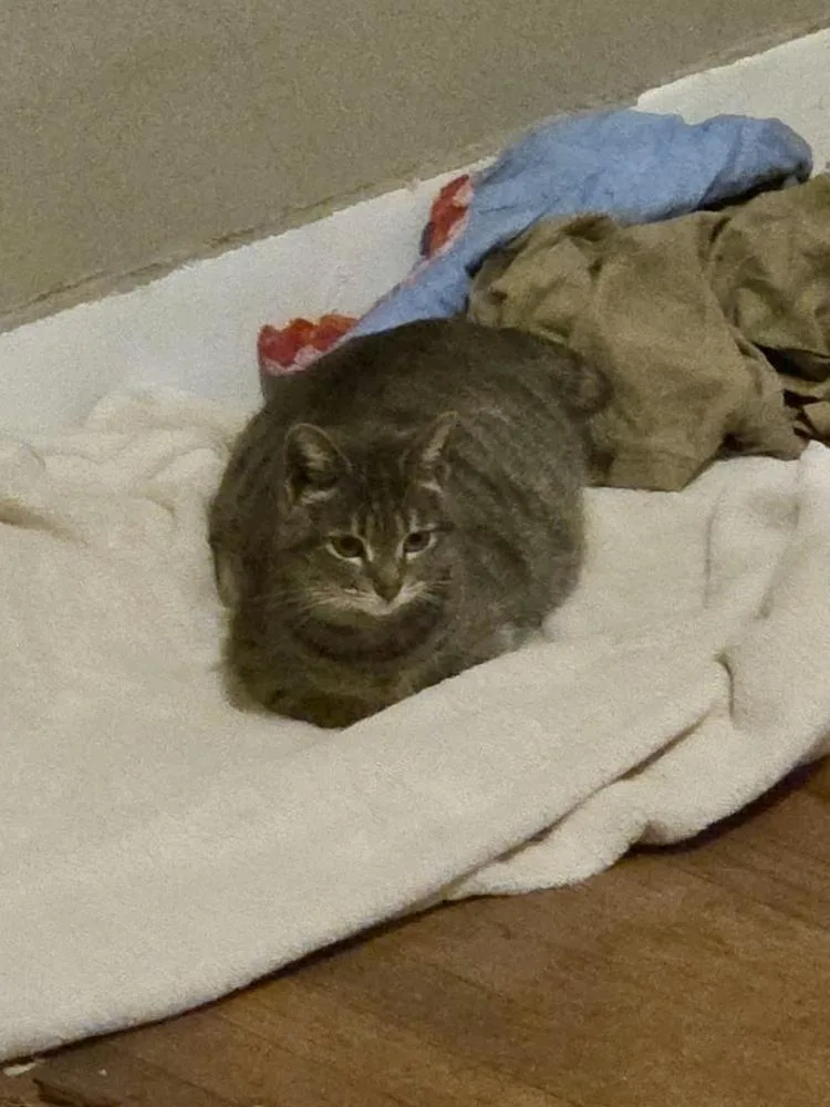 An adult large-sized female Domestic Short Hair cat named Marla for adoption in Ferndale, MI