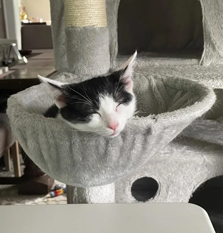 A baby small-sized male Black & White / Tuxedo Domestic Short Hair cat named Adam Levine for adoption in Oradell, NJ