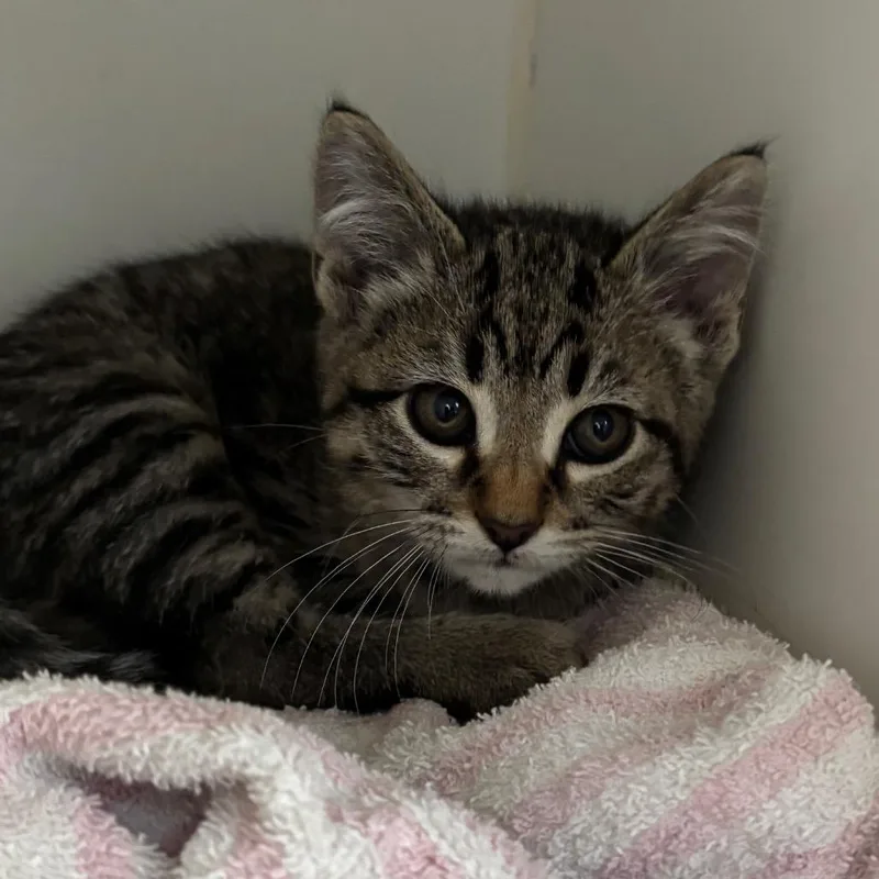 A baby small-sized male Domestic Short Hair cat named Minty for adoption in Naperville, IL