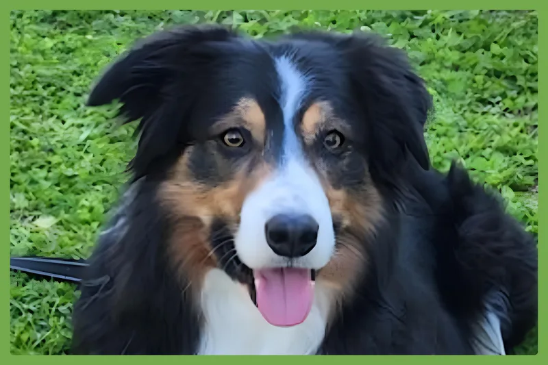 An adult medium-sized male Tricolor (Brown, Black, & White) Border Collie dog named Darby for adoption in Amherst, MA