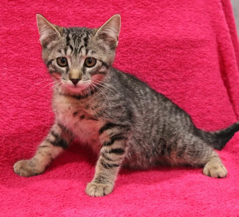 A baby medium-sized female Domestic Short Hair cat named Jessie for adoption in Vacaville, CA