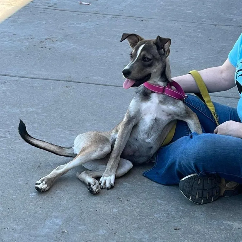 A young medium-sized female Greyhound dog named Felicity for adoption in Aurora, CO