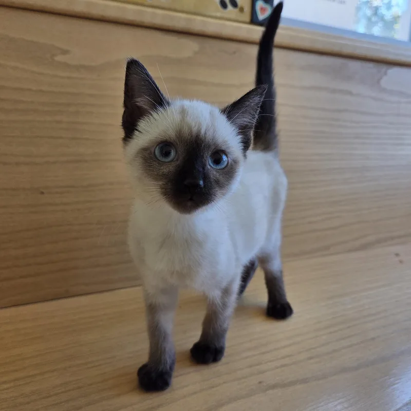 A baby small-sized female Buff / Tan / Fawn Domestic Short Hair cat named Butterscotch for adoption in Edgewood, NM