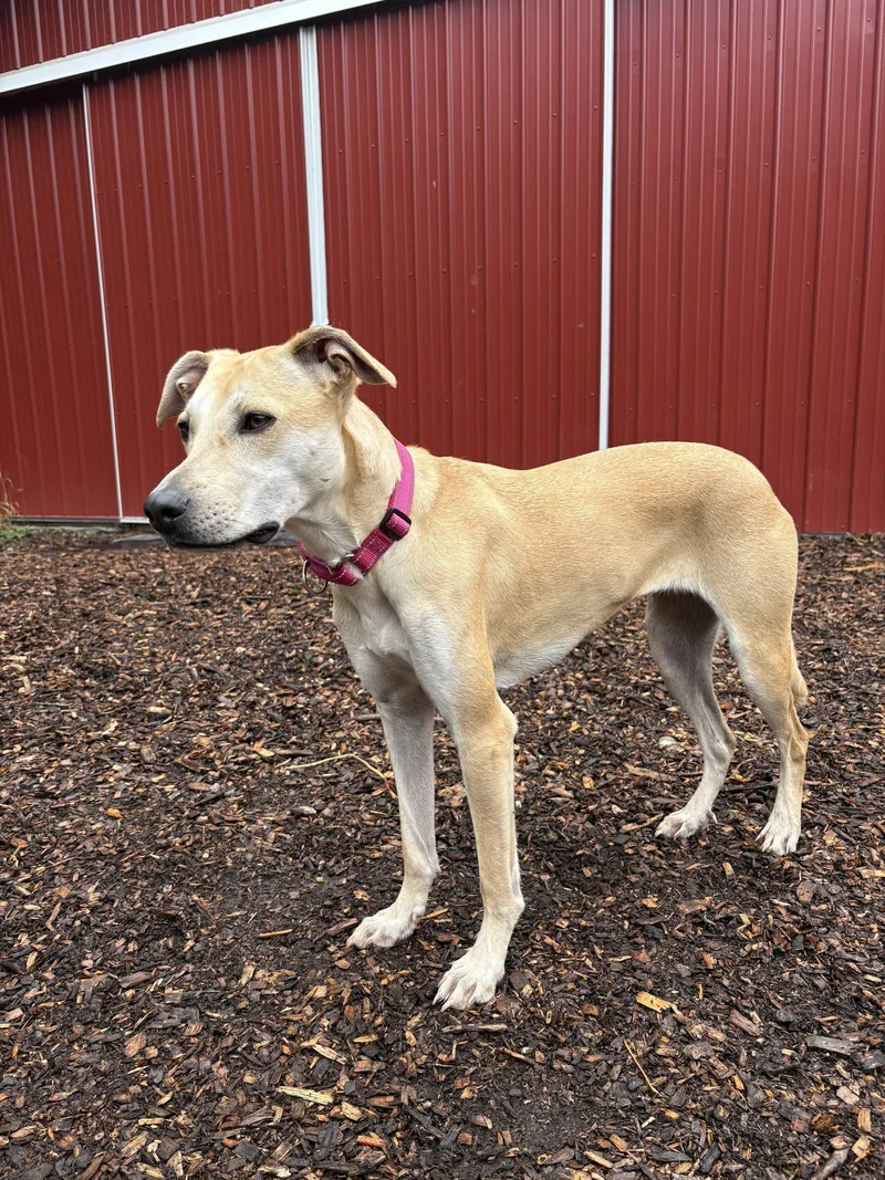 A young medium-sized female Yellow / Tan / Blond / Fawn Mixed Breed dog named Soli Cannoli for adoption in Vashon Island, WA