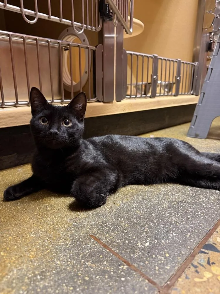 A baby small-sized male Black Domestic Short Hair cat named Peppie for adoption in Carrollton, VA