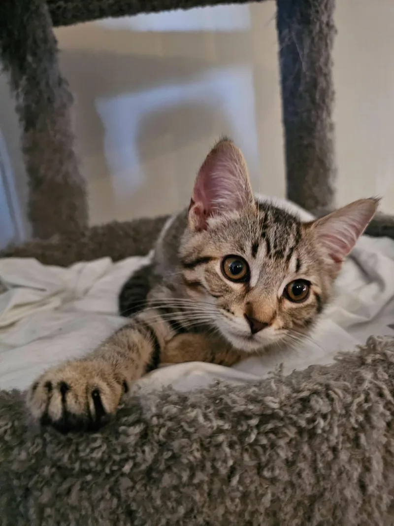 A baby medium-sized male Tabby cat named Eli for adoption in Freeland, MI