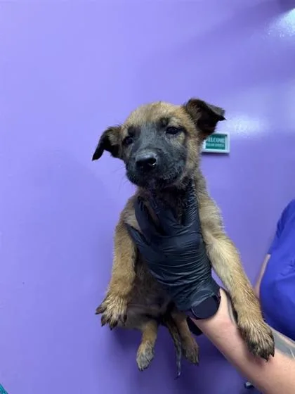 A baby small-sized male Brown / Chocolate Belgian Shepherd / Malinois dog named 60837316 for adoption in El Paso, TX