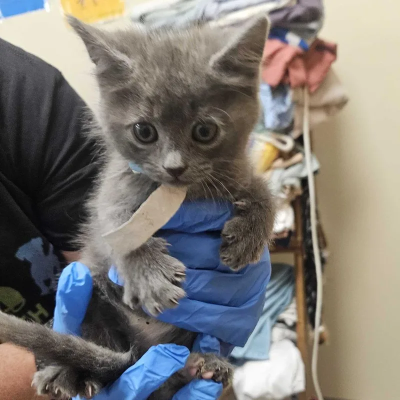 A baby small-sized female Gray / Blue / Silver American Shorthair cat named Mac for adoption in Newark, DE