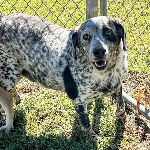 An adult medium-sized male Black Australian Cattle Dog / Blue Heeler dog named Neil for adoption in Fort Payne, AL