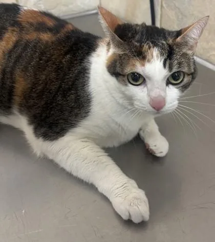An adult small-sized female Domestic Short Hair cat named Zoe for adoption in Honolulu, HI