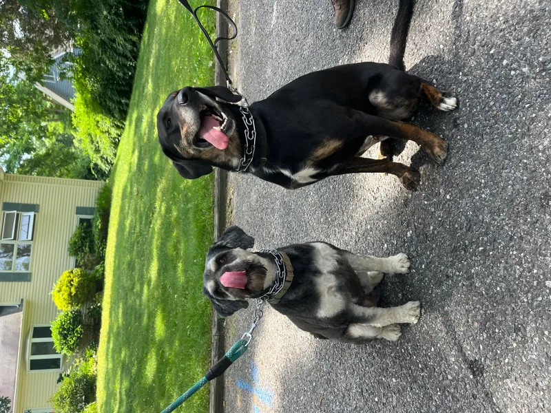 Simba Long Island thumbnail 3