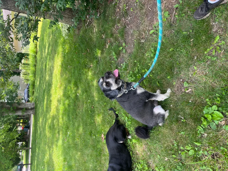 Simba Long Island thumbnail 5