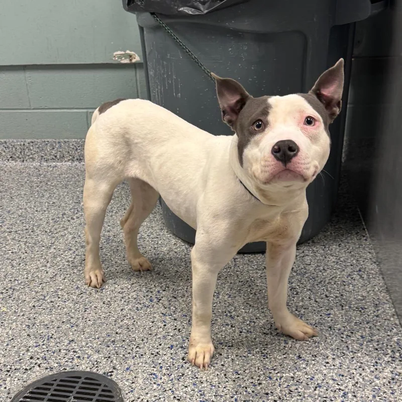 An adult medium-sized female White / Cream American Staffordshire Terrier dog named Baby Blue for adoption in Greenville, SC