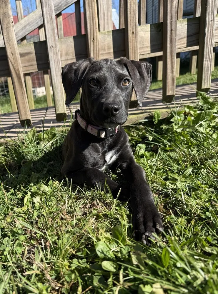 A baby medium-sized female Black Hound dog named MilkyWay for adoption in Pottstown, PA