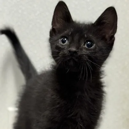 A baby medium-sized male Black Domestic Short Hair cat named Jeremy for adoption in Tinley Park, IL