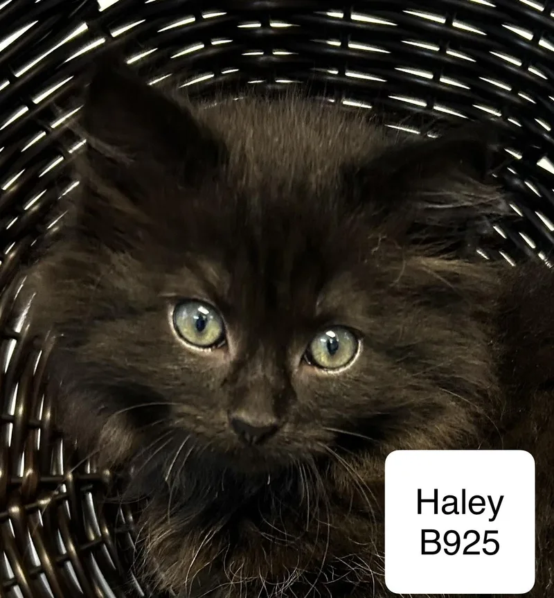 A baby medium-sized female Black Domestic Long Hair cat named Haley for adoption in Morganton, NC