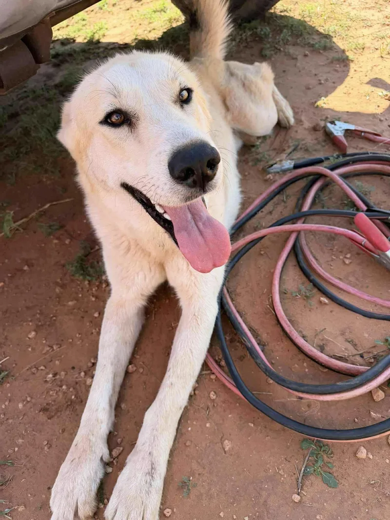 A young medium-sized male Yellow / Tan / Blond / Fawn Labrador Retriever dog named Charlie for adoption in Dripping Springs, TX