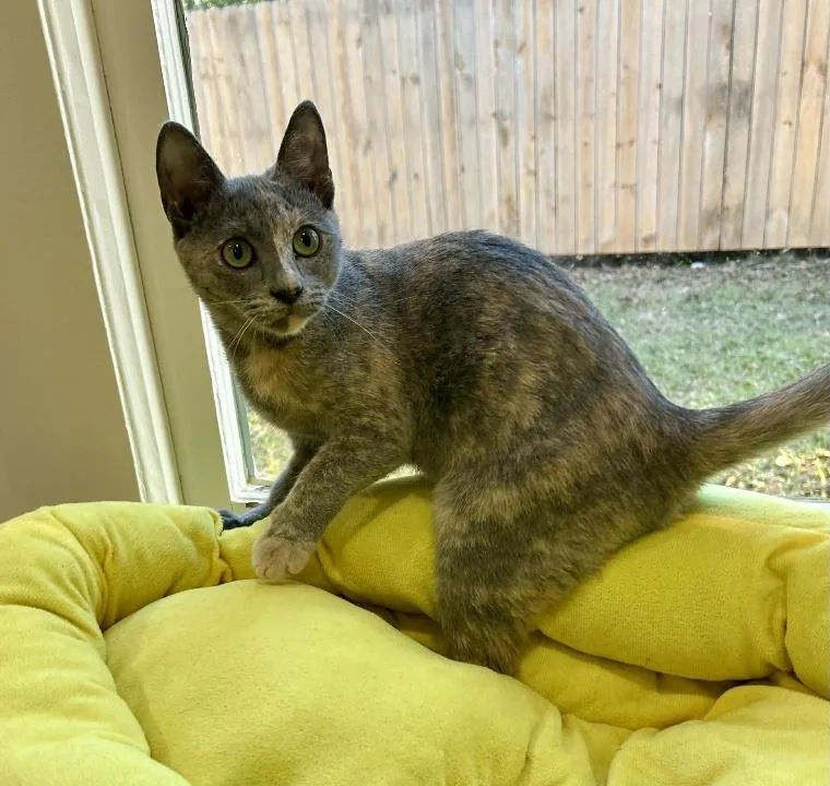 A young medium-sized female Dilute Tortoiseshell Domestic Short Hair cat named Ash for adoption in Shrewsbury, MA