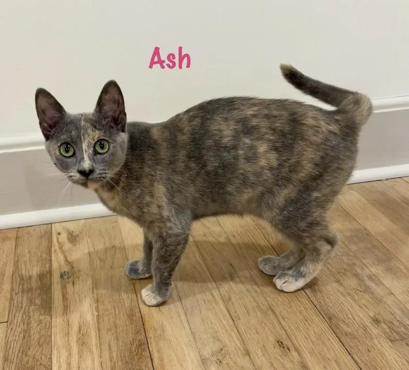Ash thumbnail 2