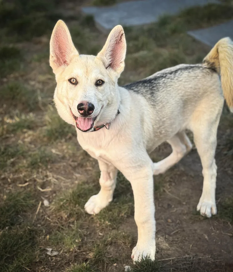 A baby medium-sized female Husky dog named Khaleesi for adoption in Rancho Palos Verdes, CA
