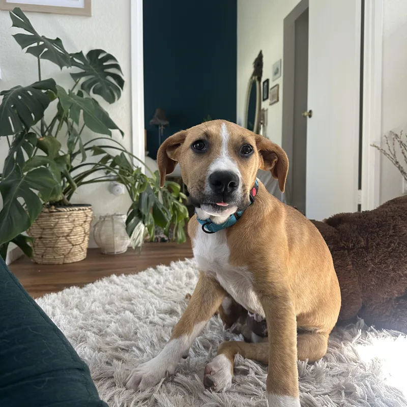 A baby medium-sized male Apricot / Beige Shepherd dog named Stafford for adoption in San Diego, CA