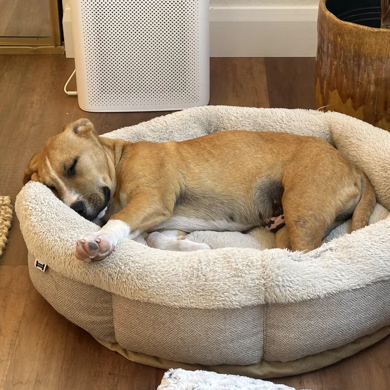 Stafford thumbnail 3