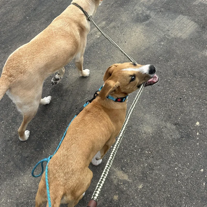 Stafford thumbnail 4