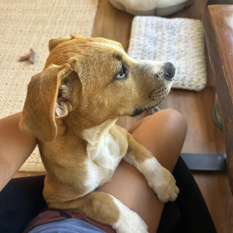 Stafford thumbnail 5