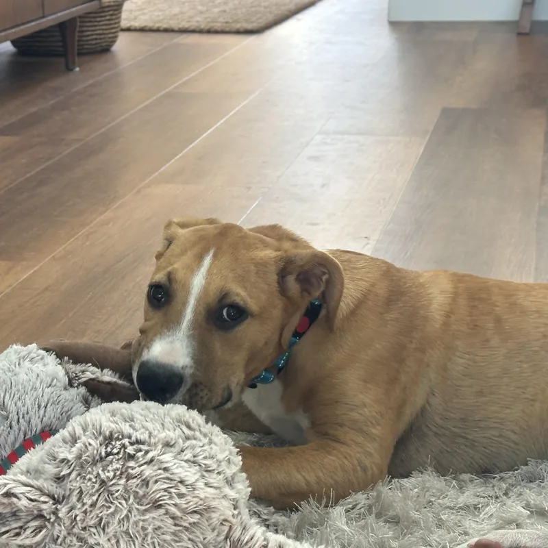 Stafford thumbnail 6