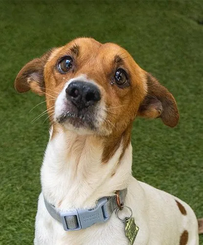 An adult small-sized male Brown / Chocolate Chihuahua dog named Hurgus Burgus for adoption in Encinitas, CA