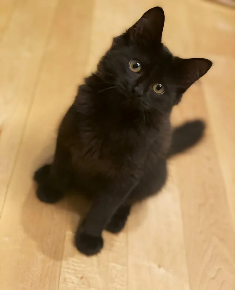 A baby medium-sized female Domestic Medium Hair cat named Anabelle for adoption in Taylor, MI