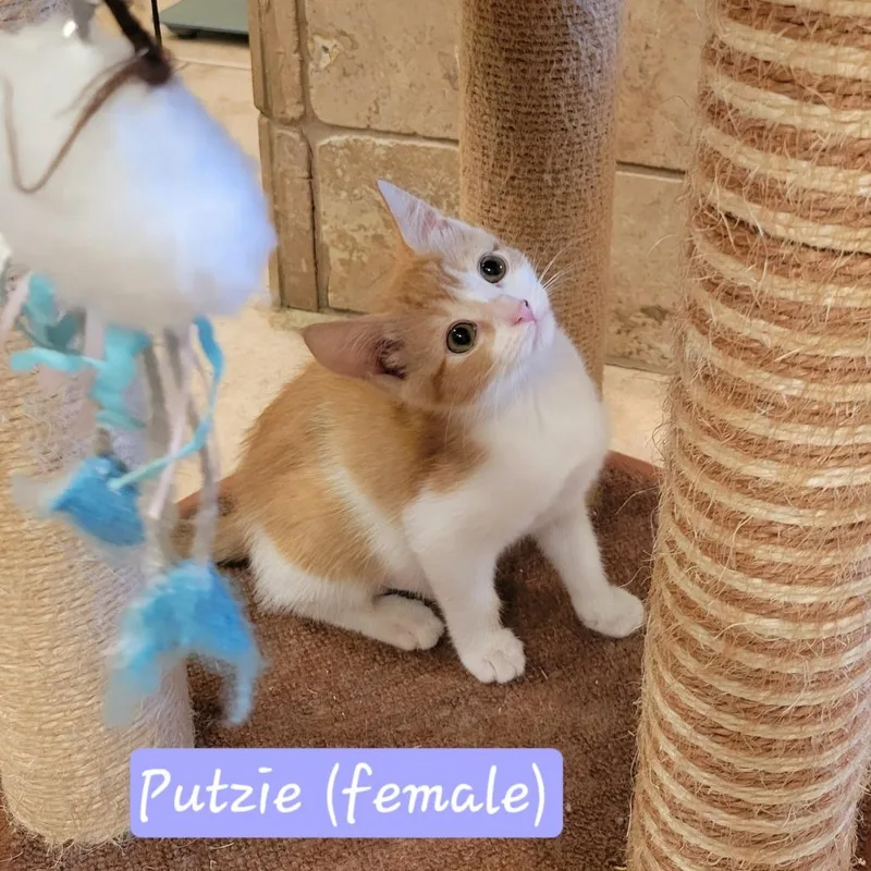 Putzie