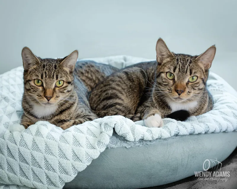 An adult medium-sized female Tabby (Buff / Tan / Fawn) Domestic Short Hair cat named Poly And Ester  for adoption in Quincy, MA
