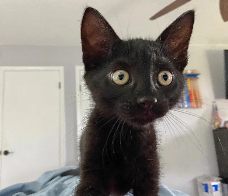 A baby small-sized male Domestic Long Hair cat named Meowy McMeow Face for adoption in Canyon Lake, TX
