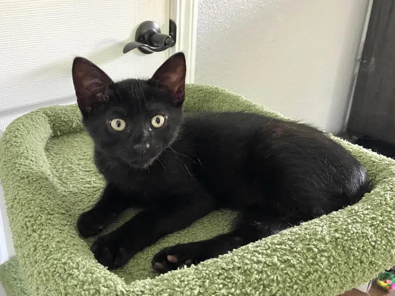 Meowy McMeow Face thumbnail 2