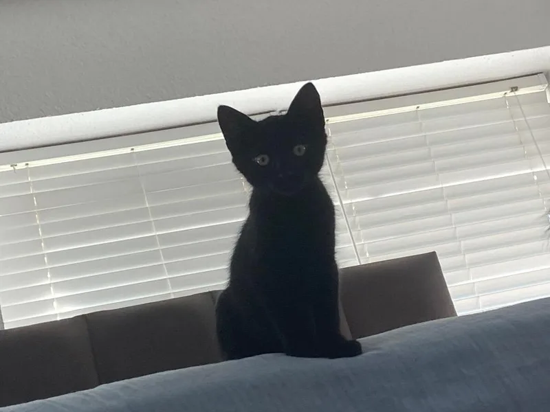 Meowy McMeow Face thumbnail 3