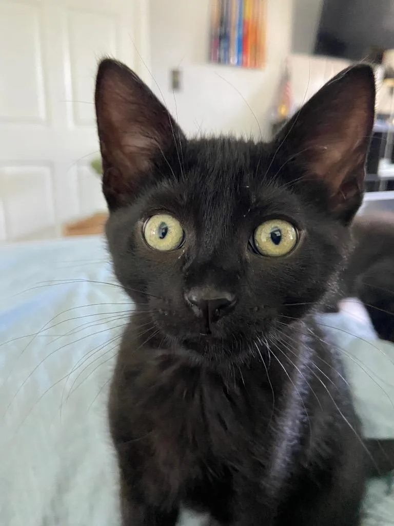 Meowy McMeow Face thumbnail 4