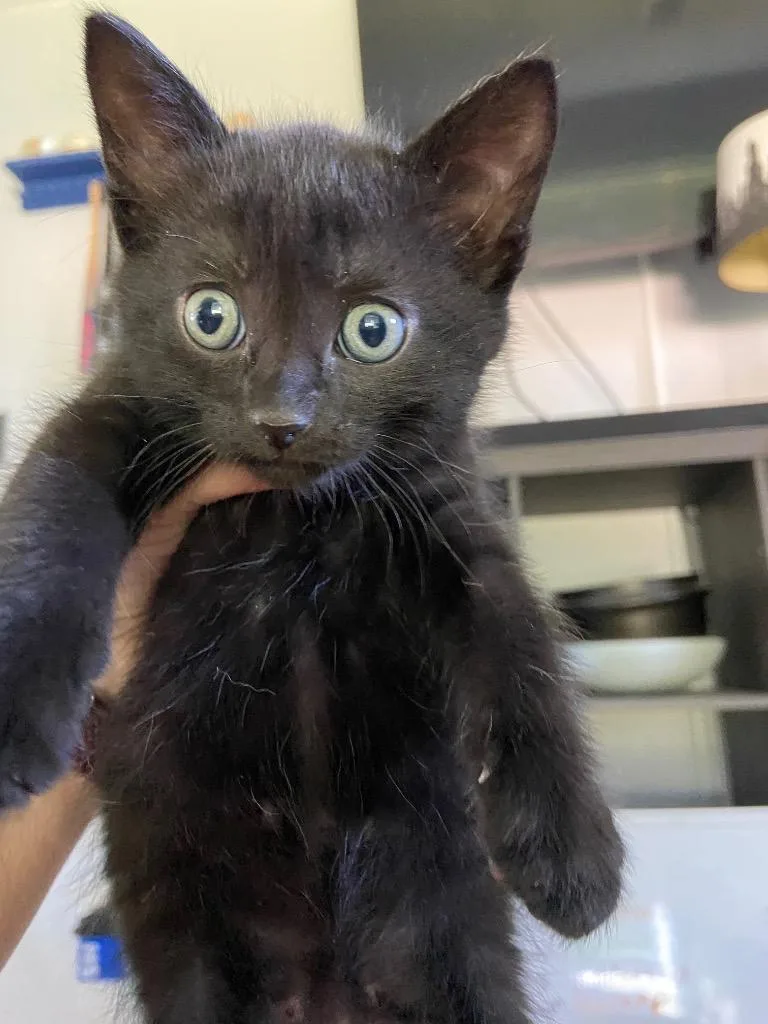 Meowy McMeow Face thumbnail 5