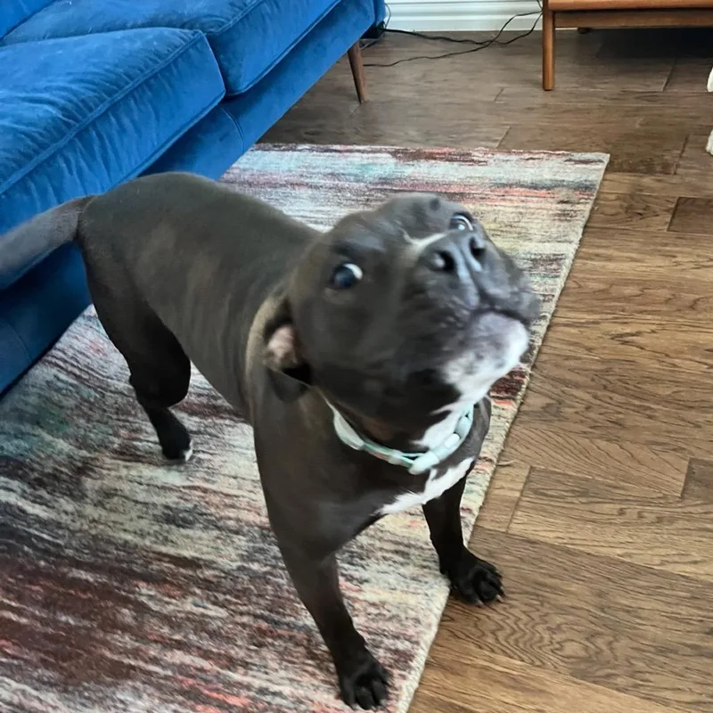 Luna Bean thumbnail 2