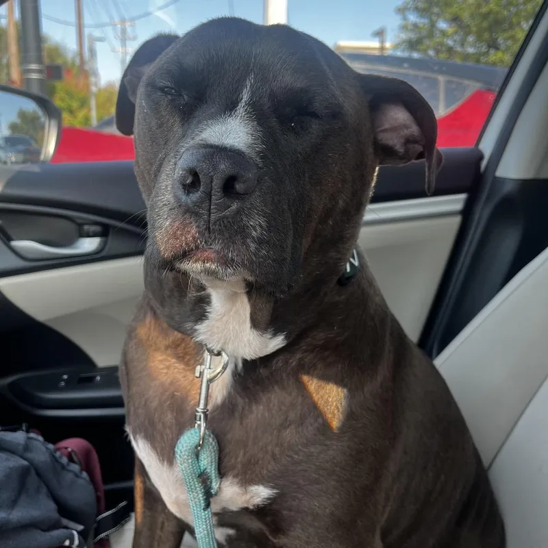 Luna Bean thumbnail 3