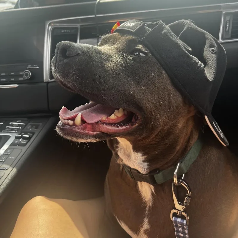 Luna Bean thumbnail 4